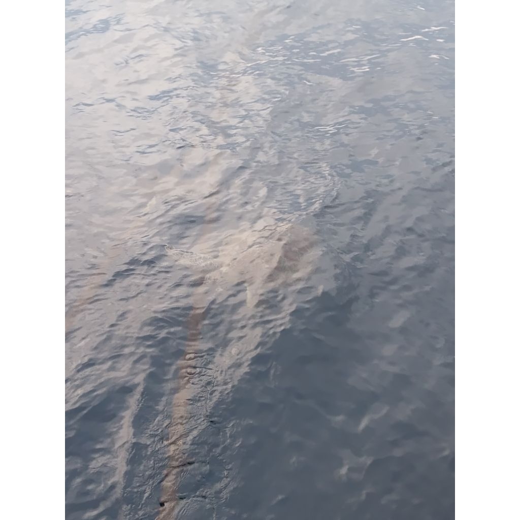 shimano aernos xt 5000