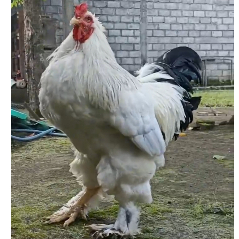 TELUR TETAS AYAM HIAS BRAHMA LIGHT ORIGINAL