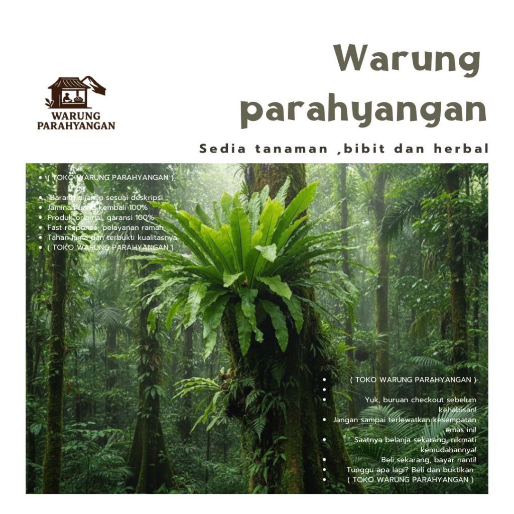 Kadaka super jumbo - Tanaman hias kadaka jumbo