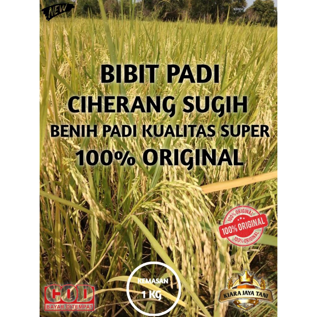 ( 1KG ) BIBIT PADI CIHERANG SUGIH, BENIH PADI KUALITAS SUPER 100% ORIGINAL