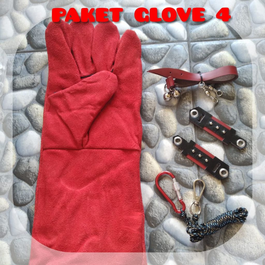 Paket anglet burung hantu tyto alba/barn owl