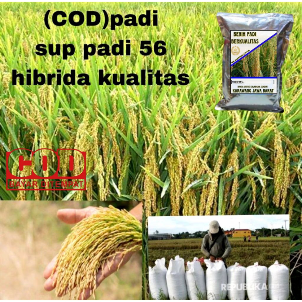 BENIH PADI SUPADI 56 HIBRIDA 1KG