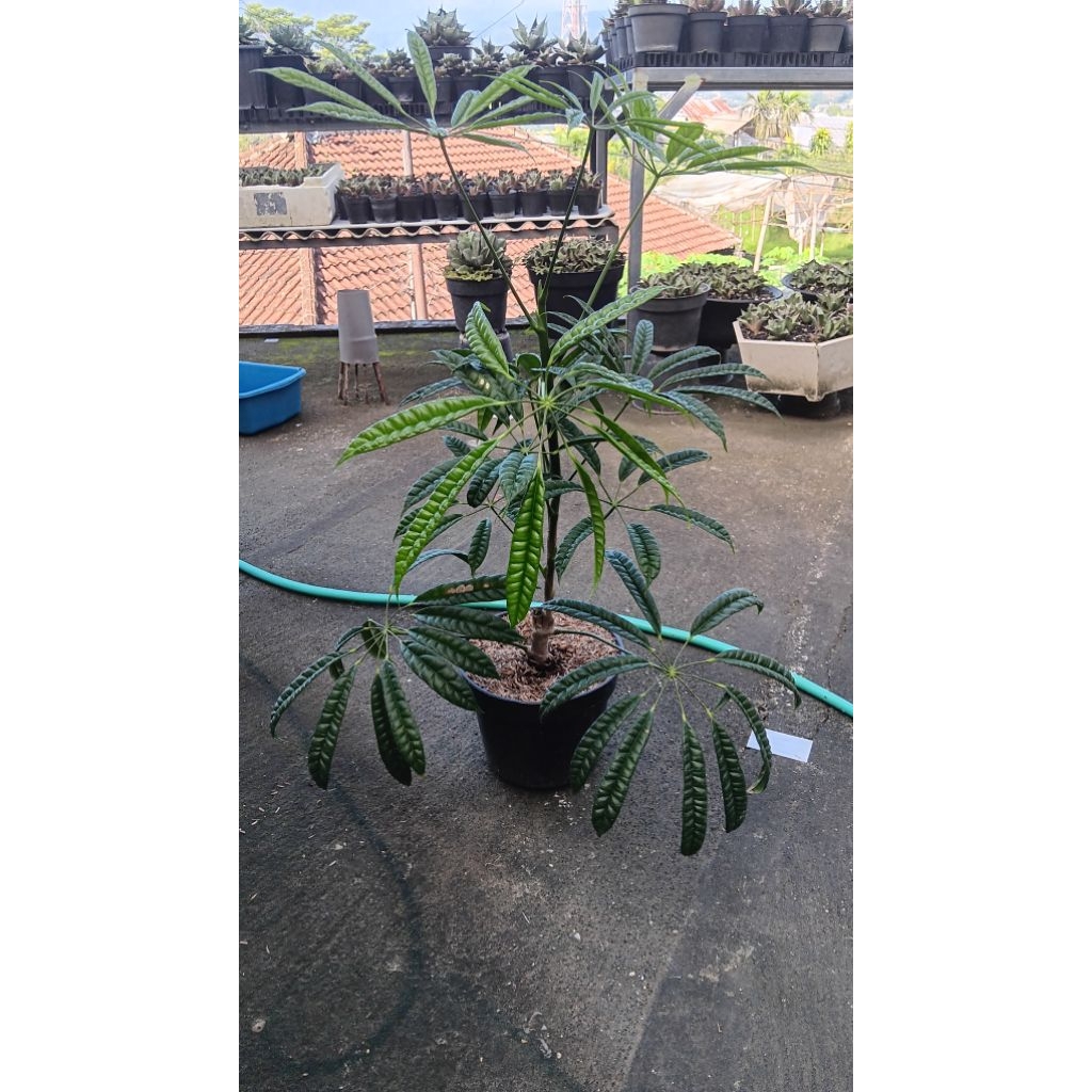 tanaman hias walisongo pete