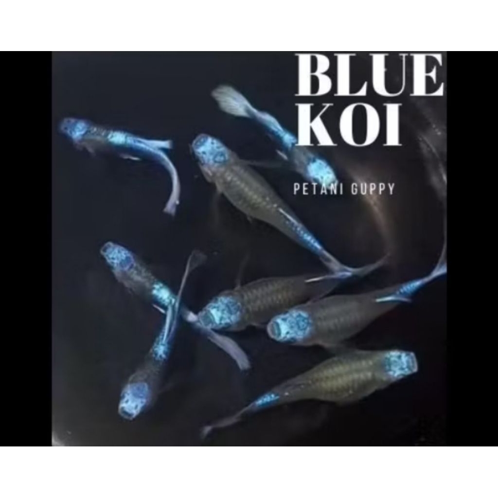 guppy blue koi hiasan aquarium