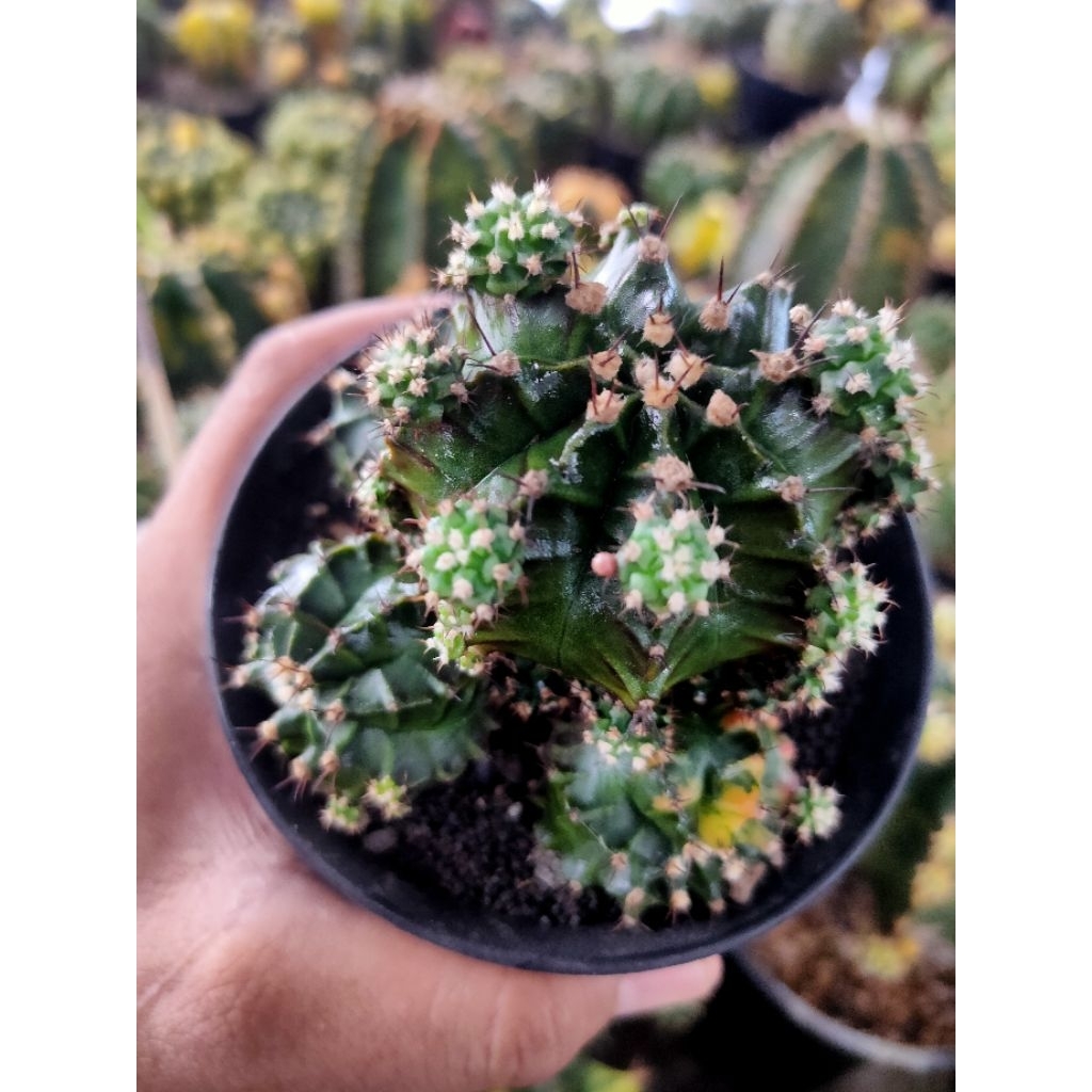 GYMNOO HYBRID CLUSTER VARIGATA SEEELING DI POT 9CM//KAKTUS//KAKTUS MURAH//KAKTUS HIAS//KAKTUS LUCU//