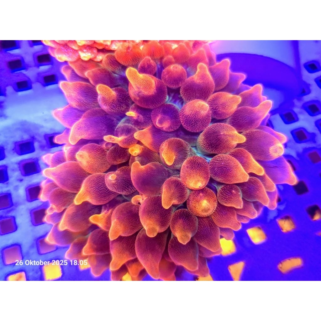 anemon jagung merah tip kuning