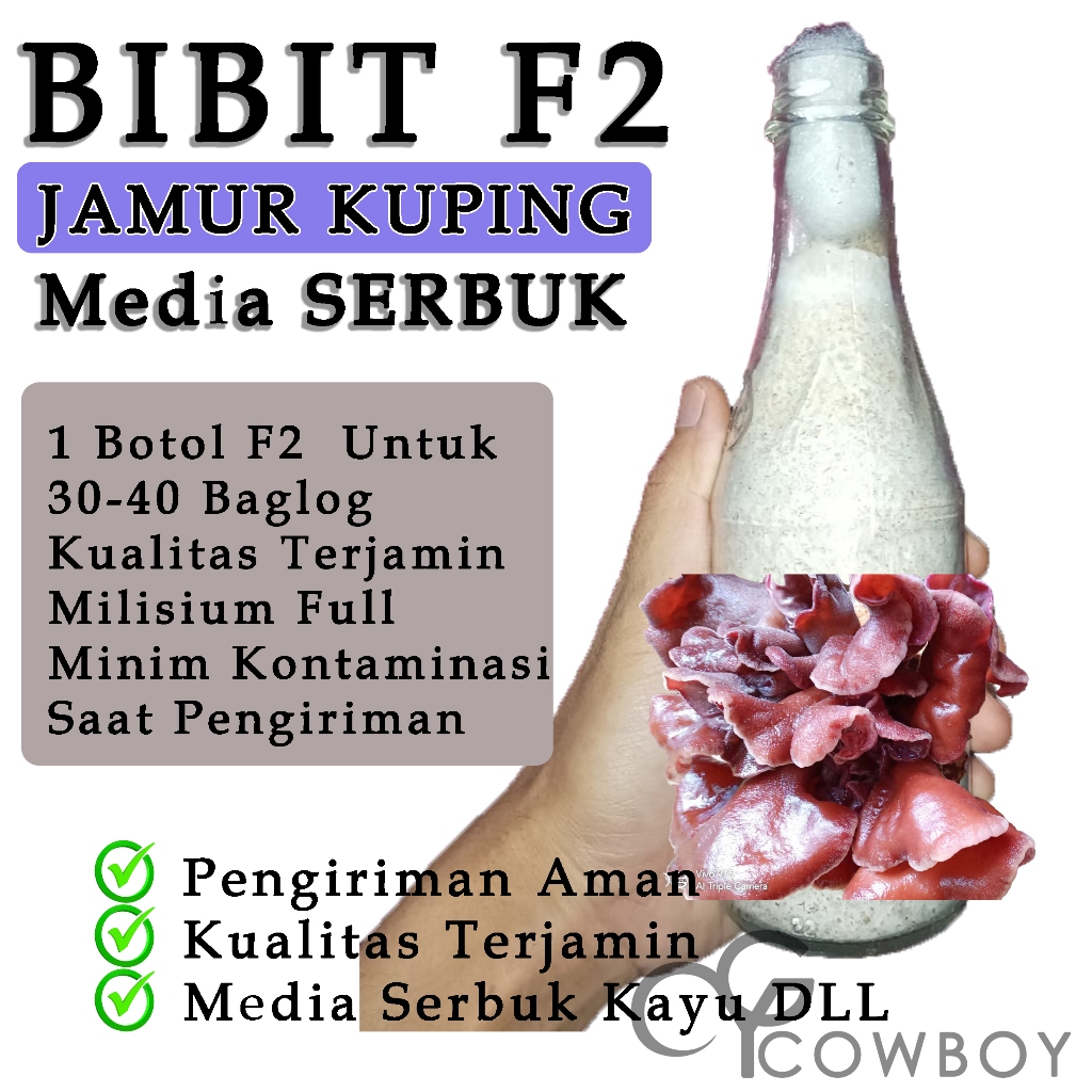 Bibit F2 Jamur Kuping media serbuk anti krepes kualitas terbaik bibit jamur kuping