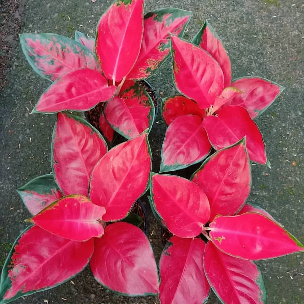 bunga aglonema paketan