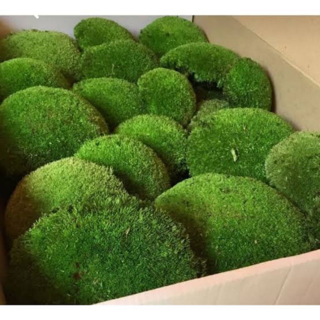 (Kemasan Plastik 1kg/1L)Media Tanam Lumut Hidup / Moss Lumut Pinus & Lumut Tutup Pot