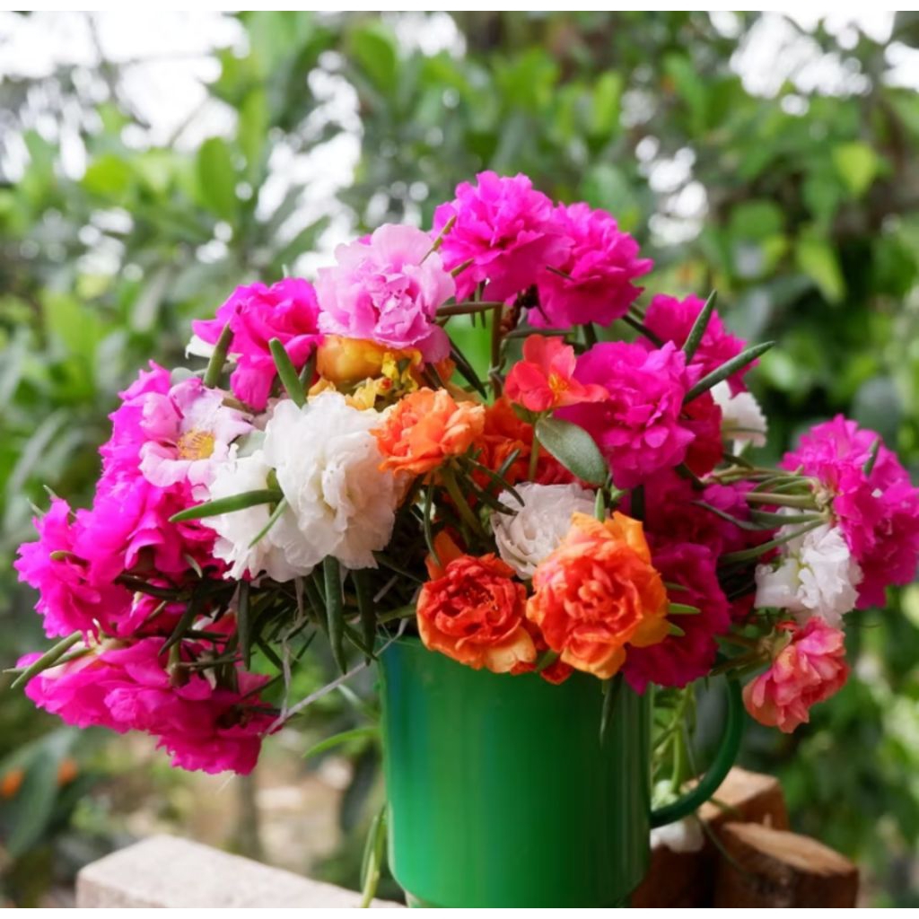 PROMO!! Bibit Bunga Krokot Warna Warni