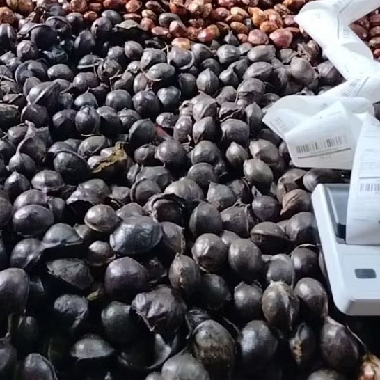 jengkol tua kulitan/cangkang berat 1kg