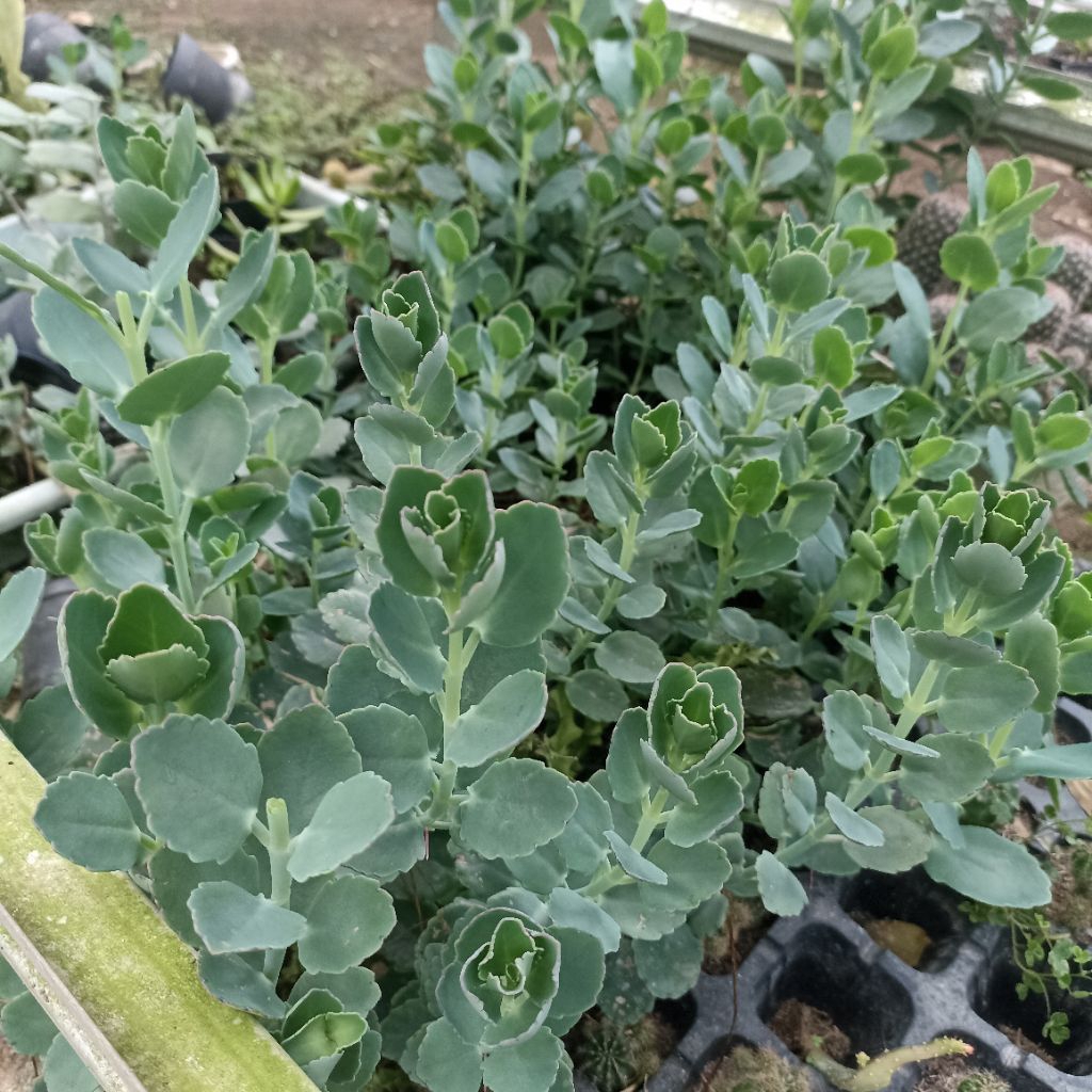 sukulen sedum
