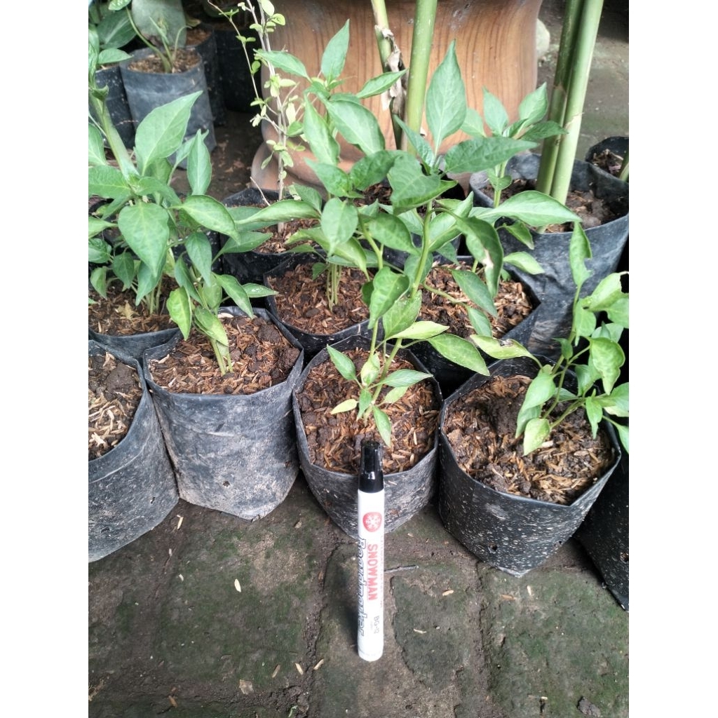 Bibit Cabai Merah Besar