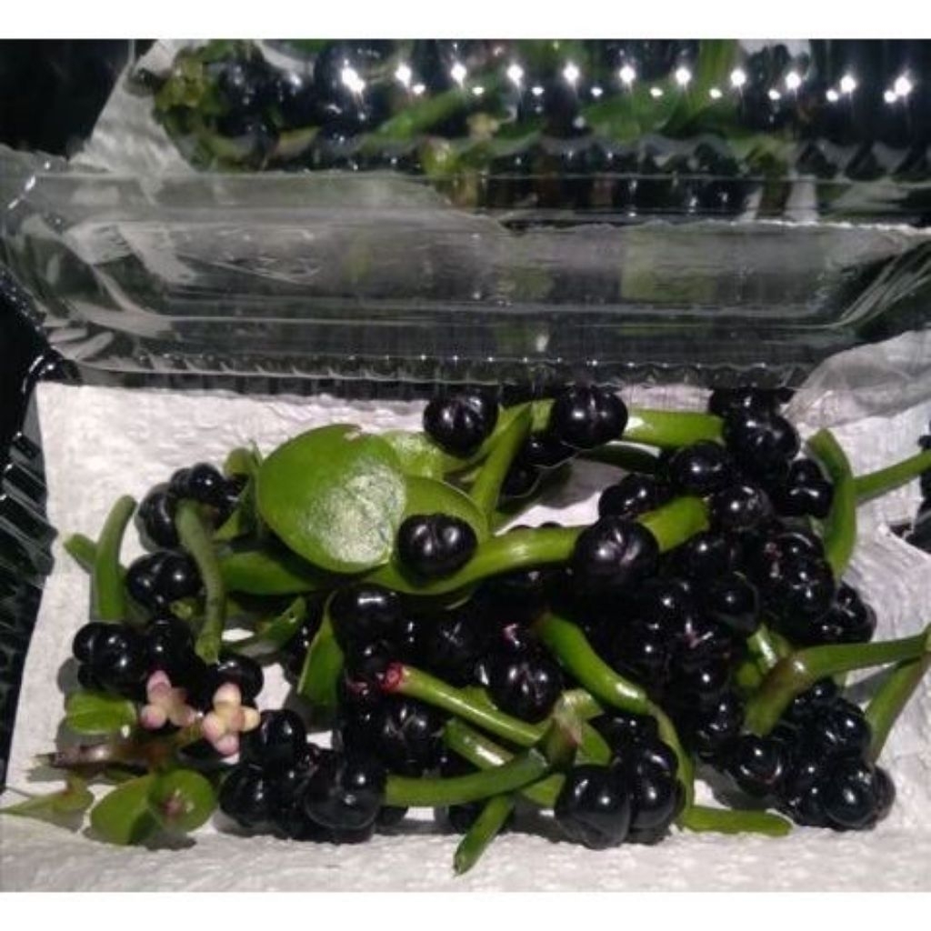 Buah angkung,buah binahong biji binahong  PROMO  200 pcs