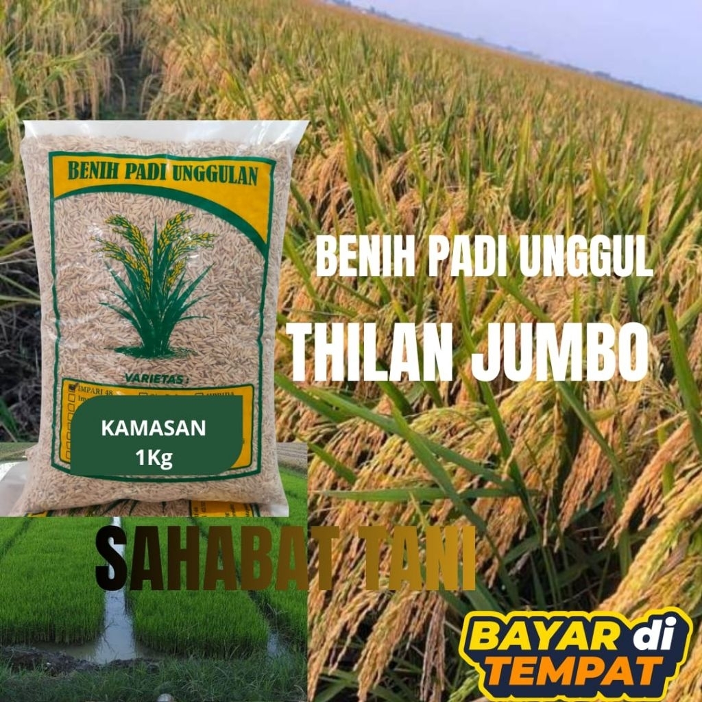 benih padi unggul berkualitas thailand jumbo kemasan 1kg benih padi thailand jumbo