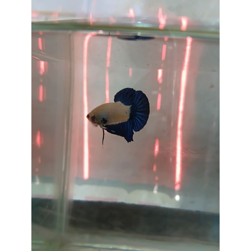 Hiasan Aquarium Cupang Blue Rim