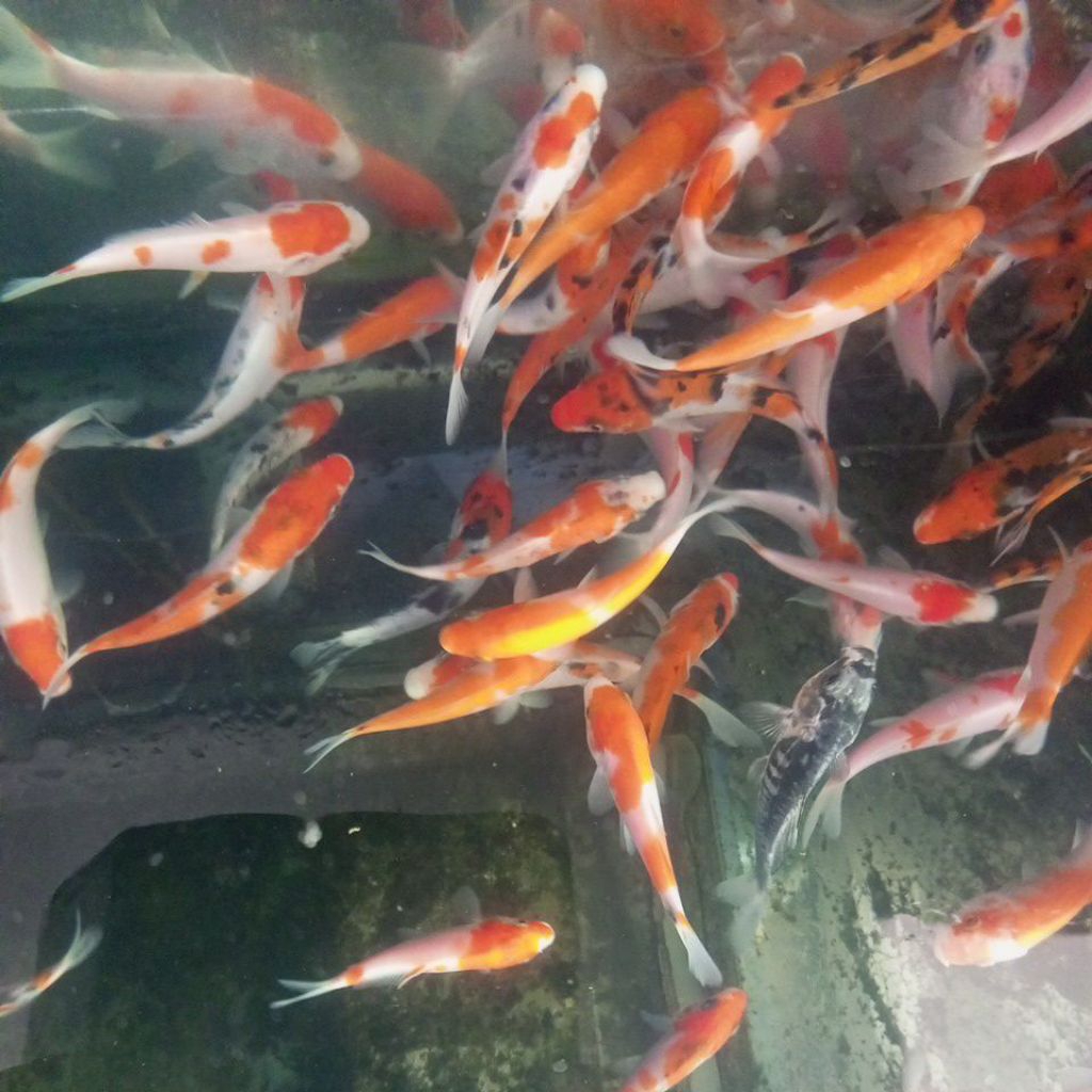 kohaku sanke dll 8-10cm