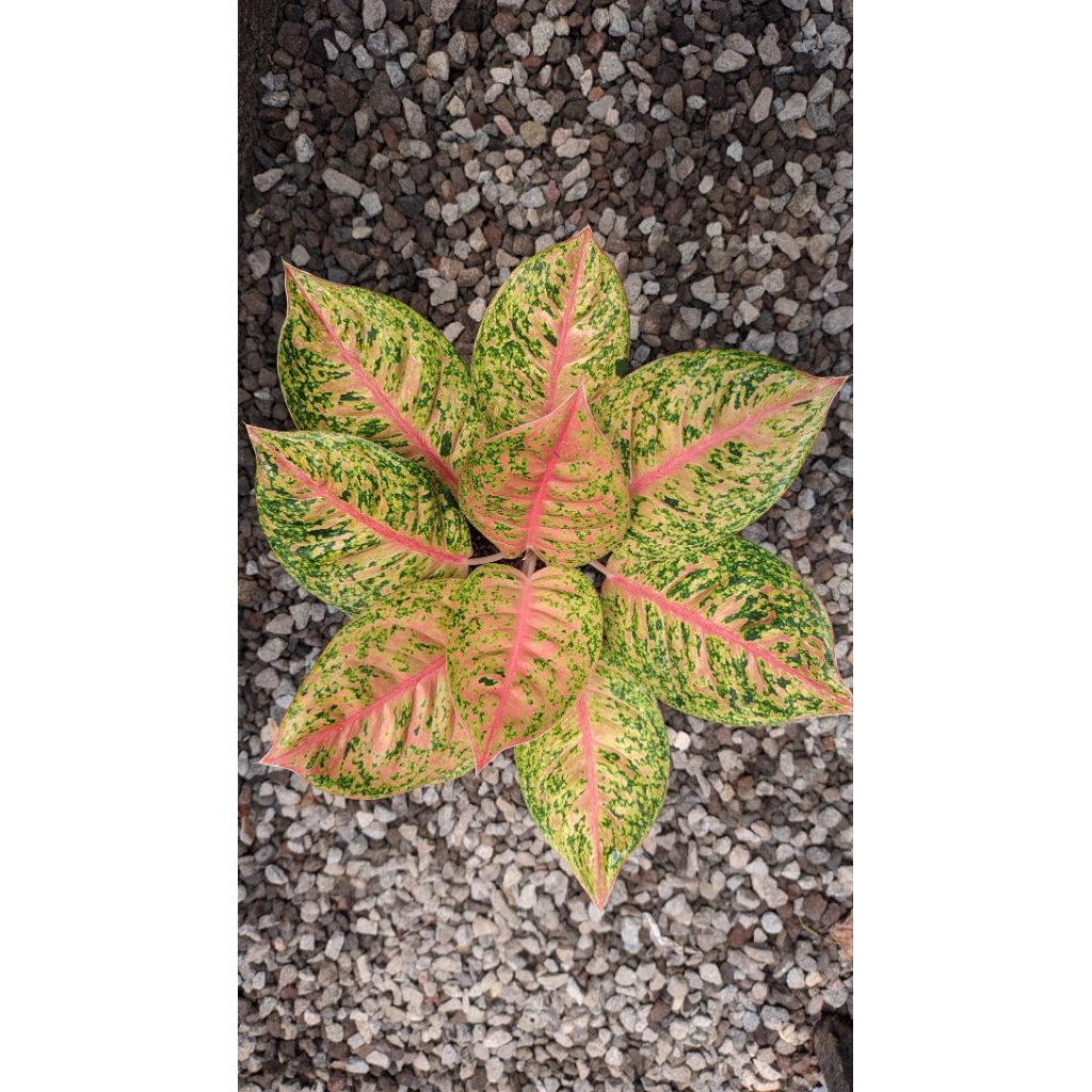 aglonema mahaseti