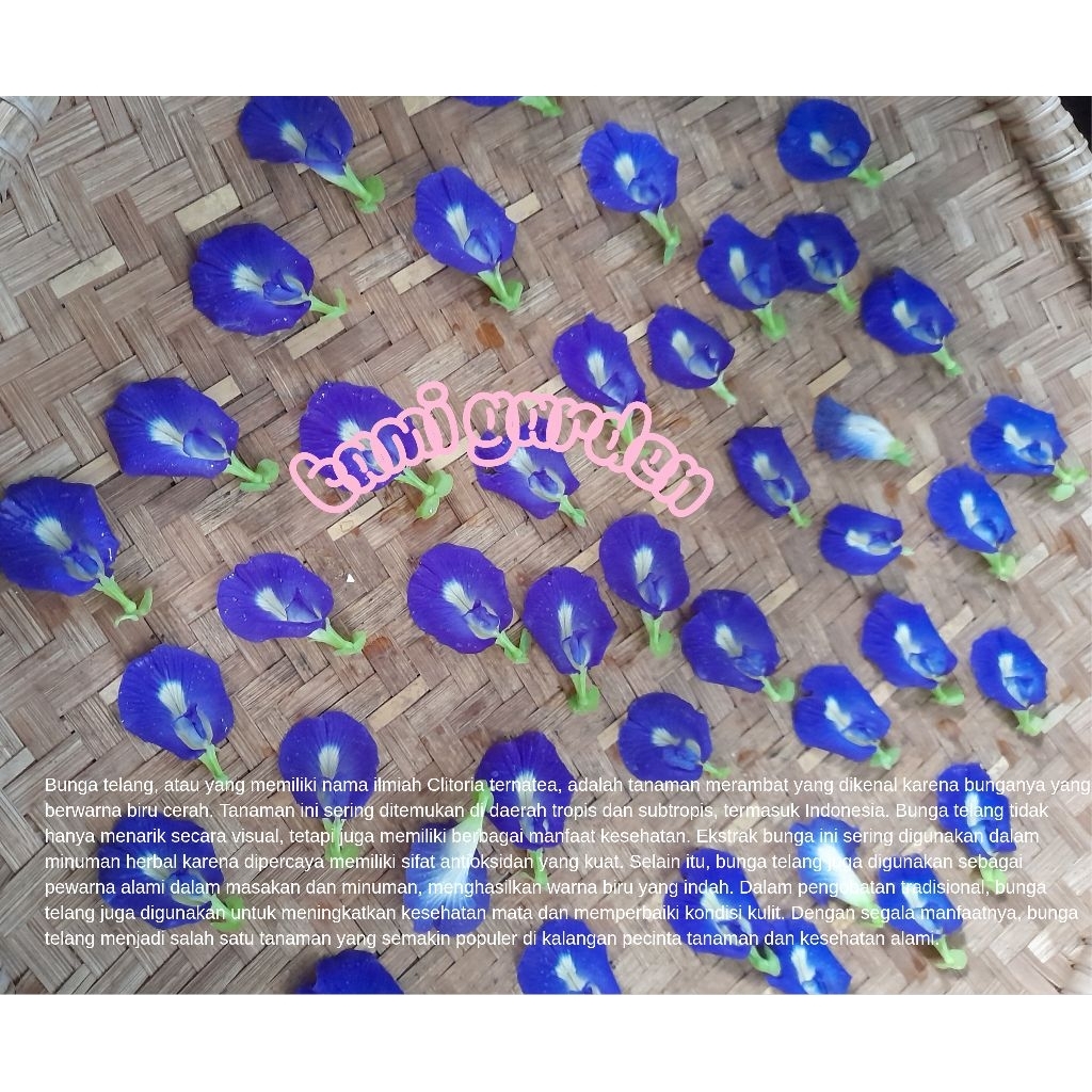 Bunga Telang Biru
