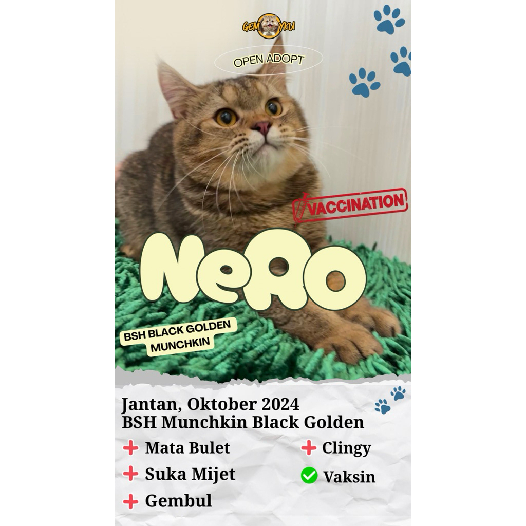 BSH BLACK GOLDEN NERO | BSH GOLDEN GEMBUL GANTENG | BSH IMPORT | BSH BEST QUALITY