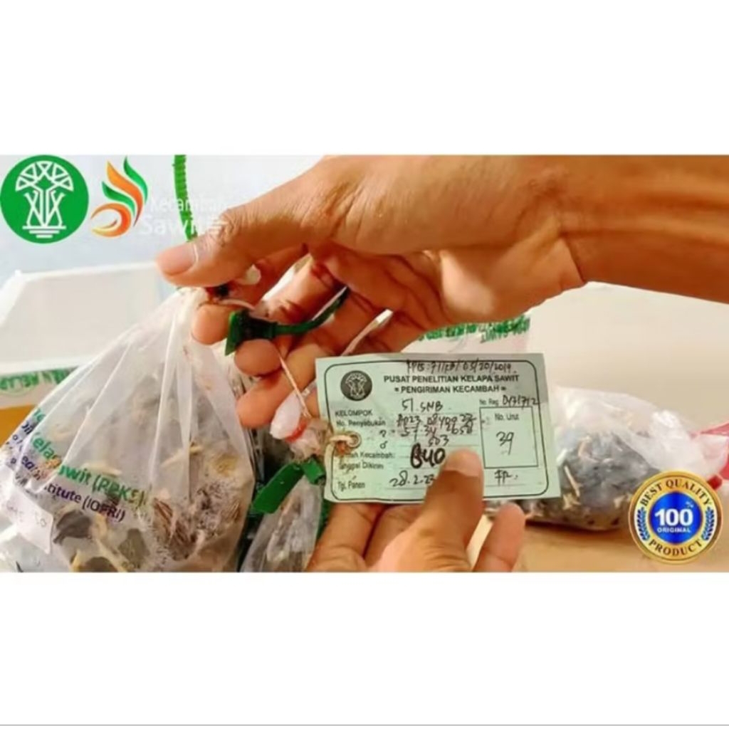 Benih Sawit Unggul PPKS DxP SIMALUNGUN asli