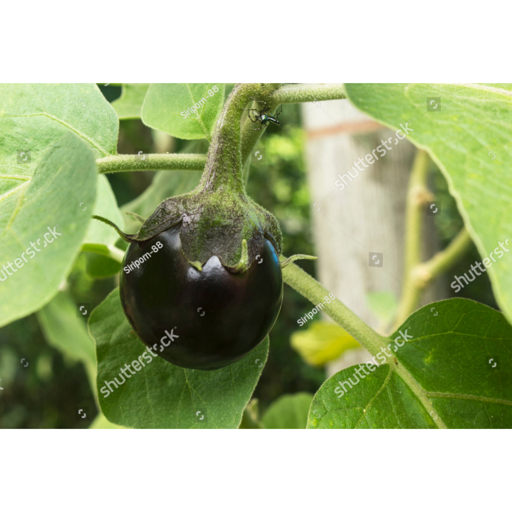 SUBUR BIBIT TERONG HITAM