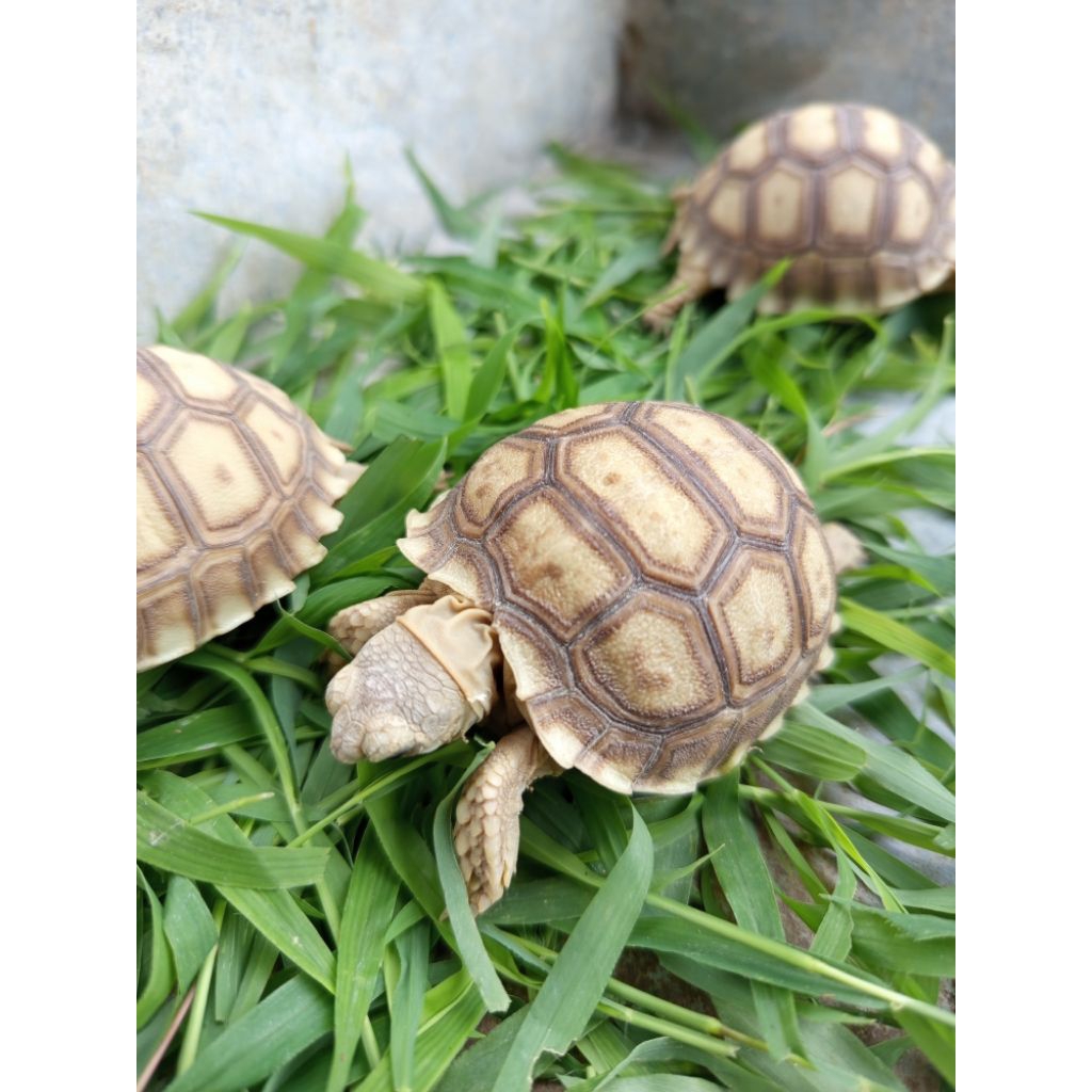 Rumput Segar Pakan (*Sulcata 5,5cm-6cm Sehat