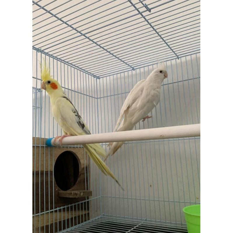 TERMURAH Burung Falk Tangerang Burung Jambul kuning Falk Australia