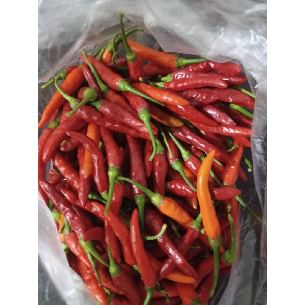 bibit cabe rawit gunung/padang/setan 100.000