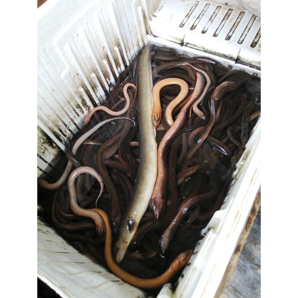 Belut Hidup/Konsumsi