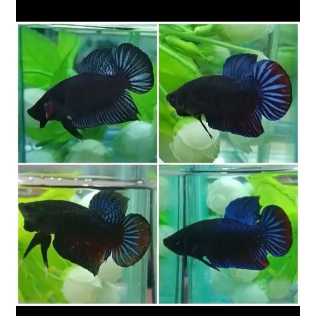 Ikan Cupang hias Bagan Mental Galak Siap Adu Size M/Male Cupang Aduan