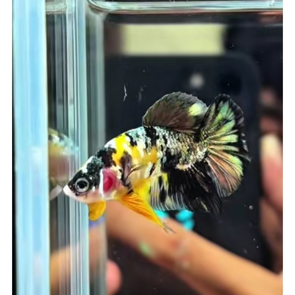 yellow koi Cooper Jantan | Cupang tembaga kuning bagus