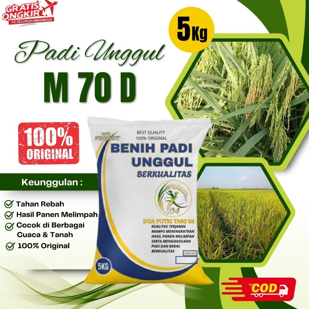BIBIT PADI M 70 D KEMASAN 5KG