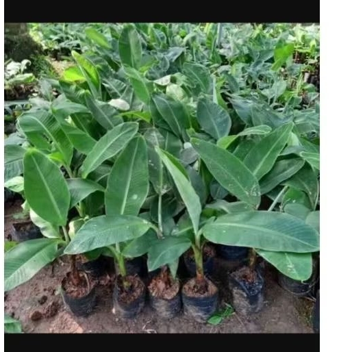 BIBIT PISANG RAJA BULU SUPER