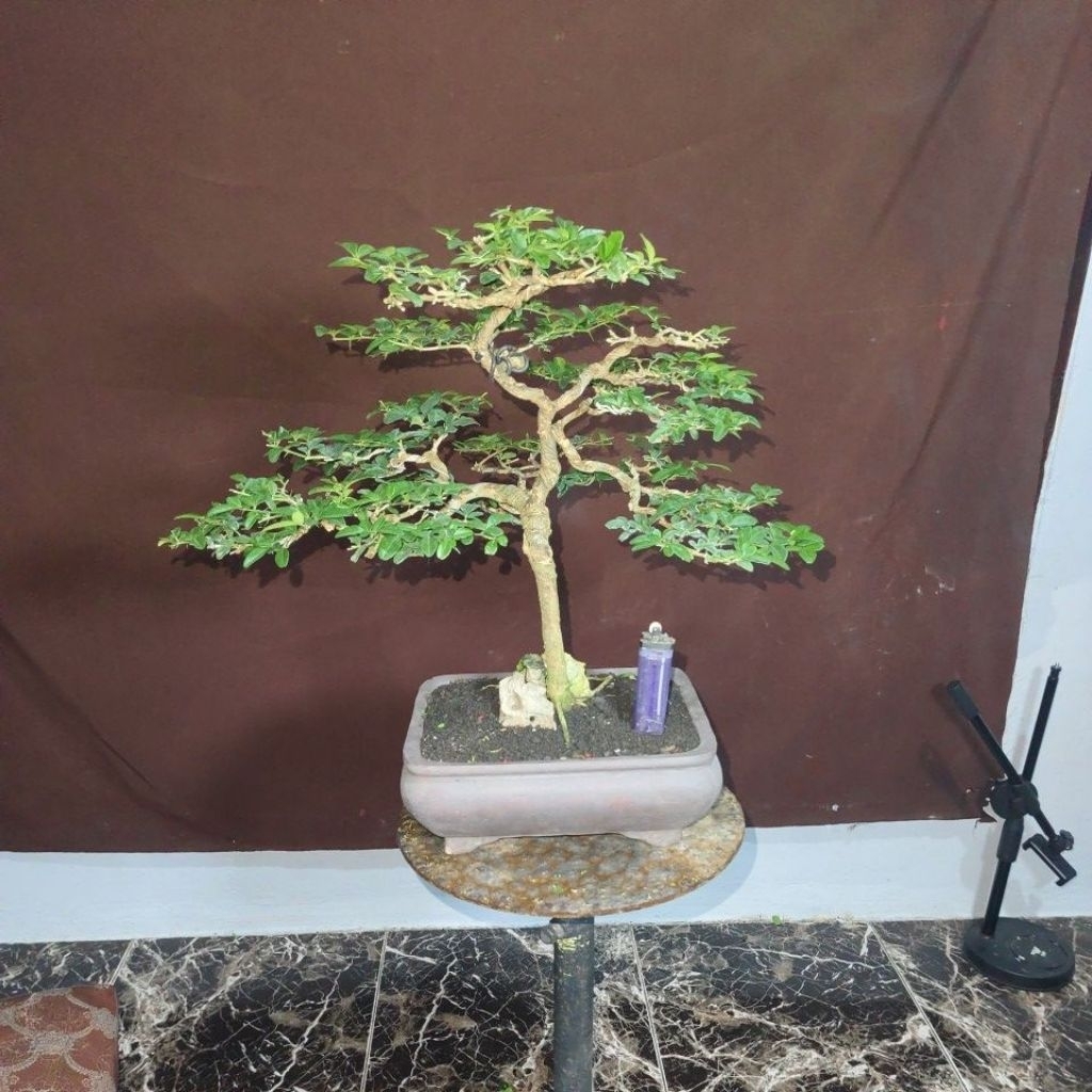 BONSAI JERUK KINGKIT SESUAI FOTO
