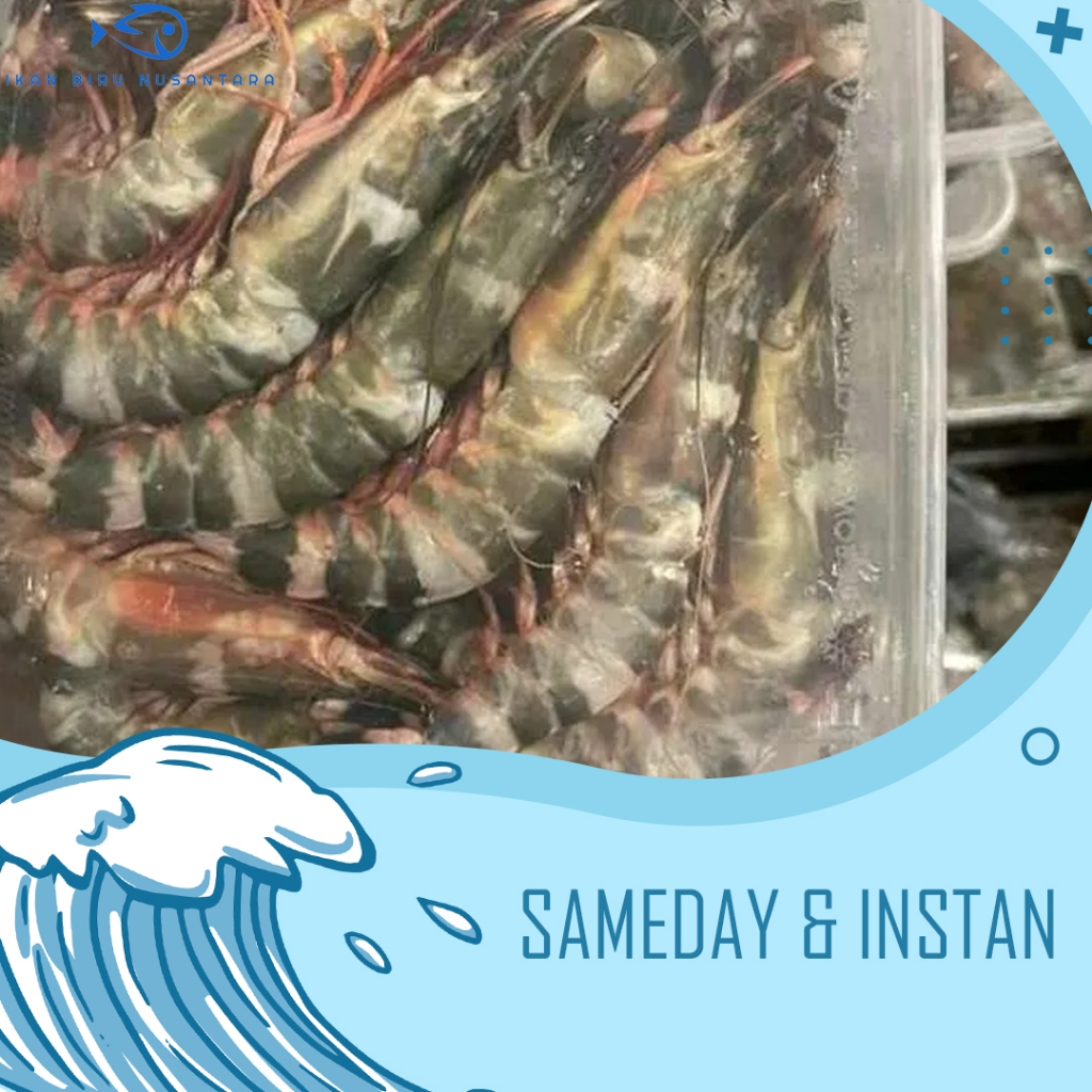 Udang Windu / Tiger Fresh Frozen Quality - 1kg