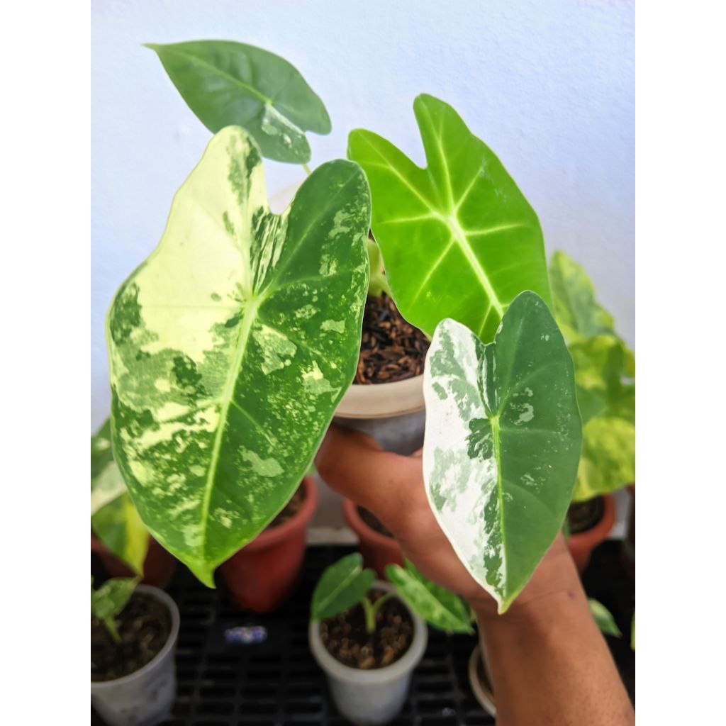 Alocasia Frydek variegata / alokasia frydek var real pict