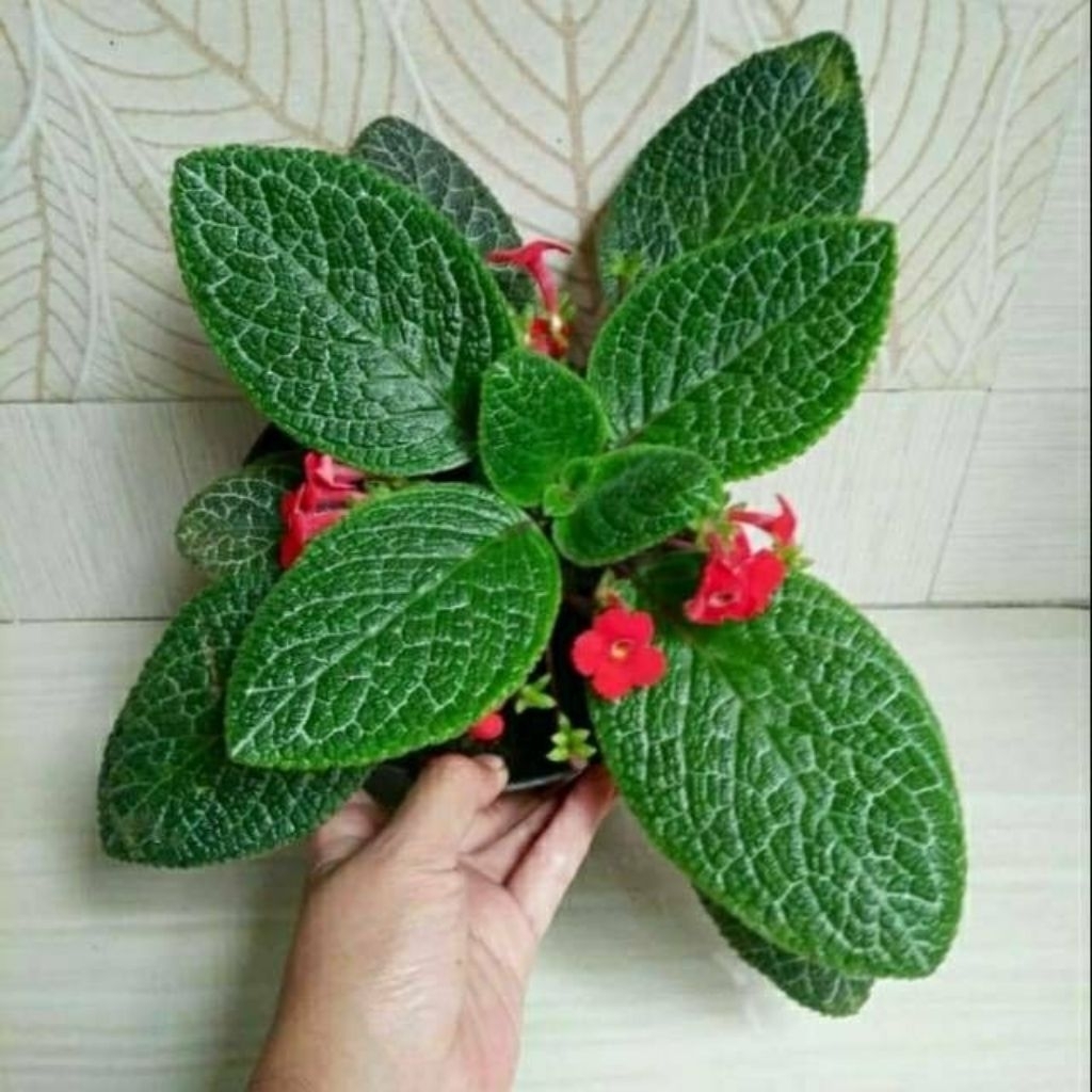 Episcia Hijau