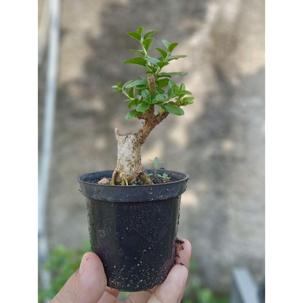 Bonsai Sancang Mame Shito