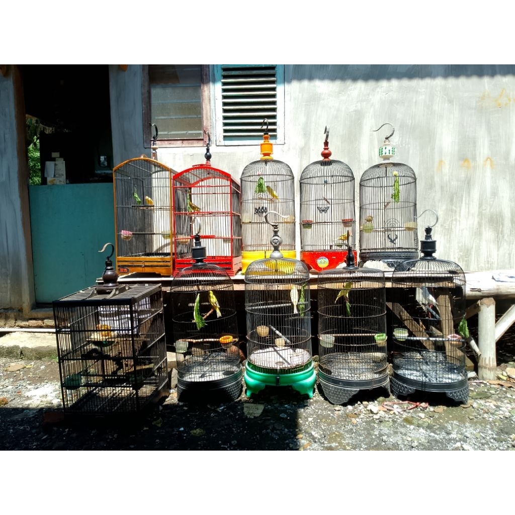 Kenari Paut Ngriwik Kencang | Cocok Harian & Latber