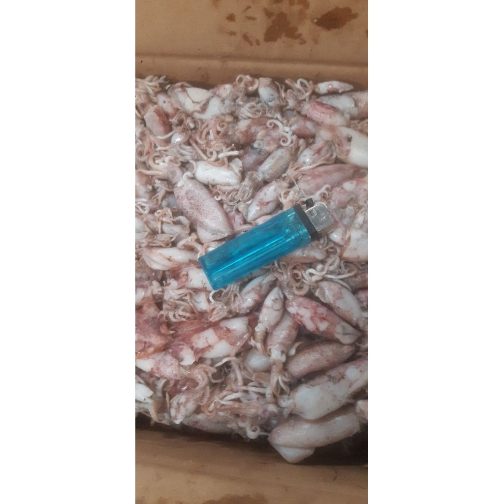 cumii / sotong rebus fresh