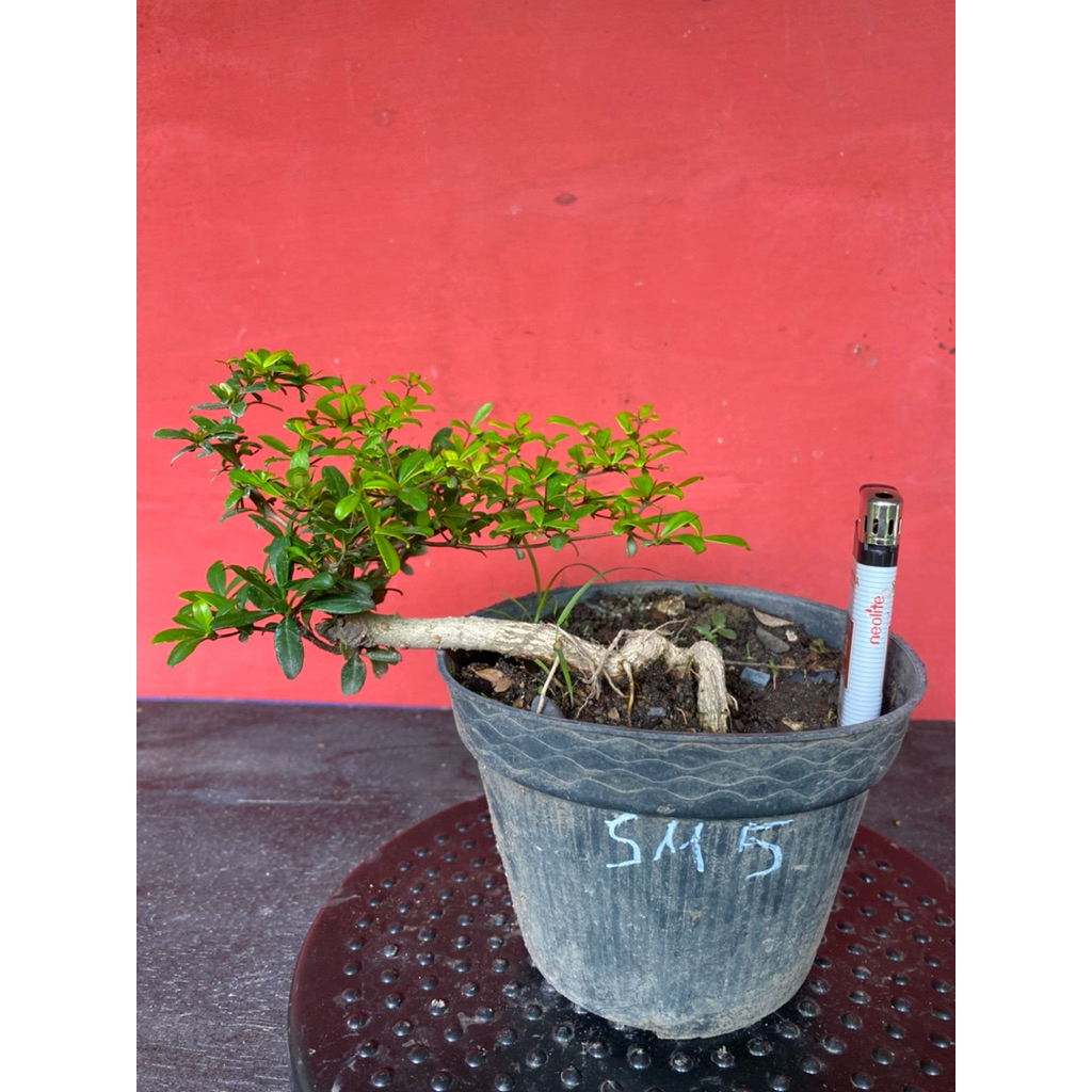 Bahan Bonsai Black Olive sm5