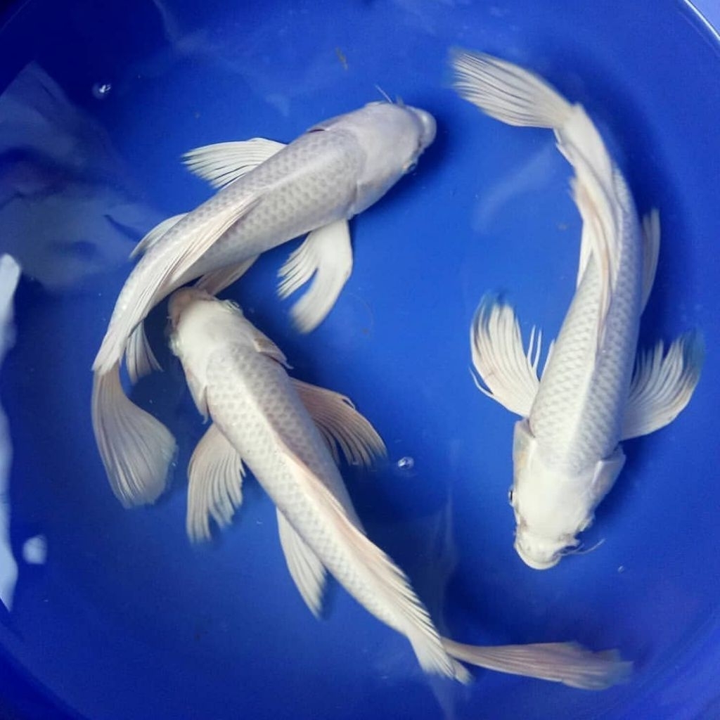 TERBARU koi platinum slayer/kumpay butterfly size 7-8 cm  bergaransi