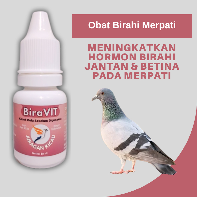 Obat Merpati Birahi Jantan Dan Betina Agar Kawin Lebih Agresif