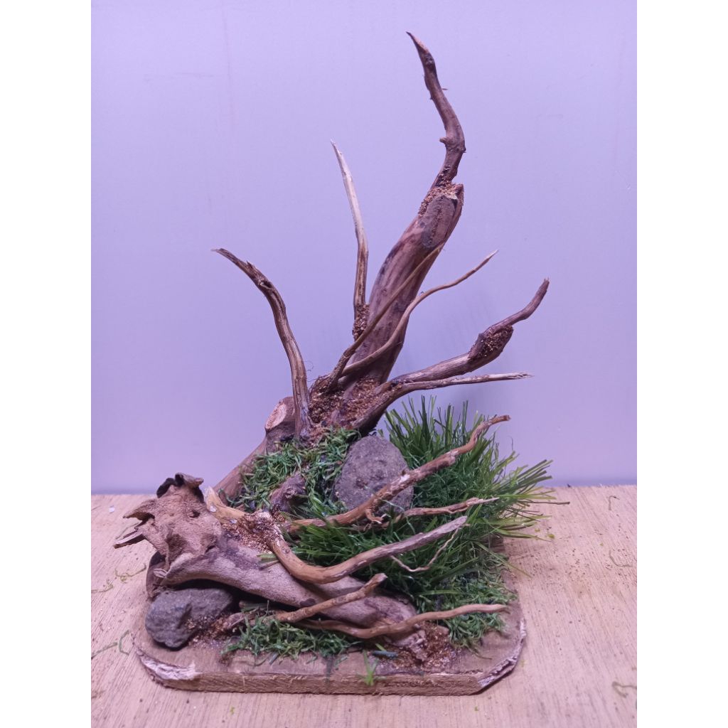 hiasa ikan cupang/ikan gupi