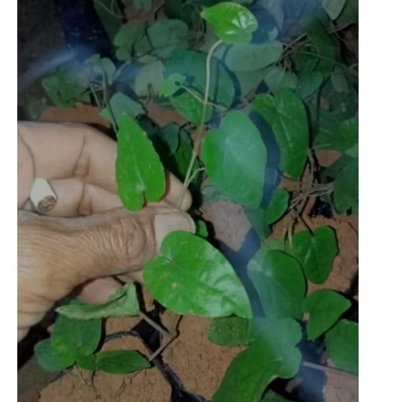 BIBIT CABE JAWA