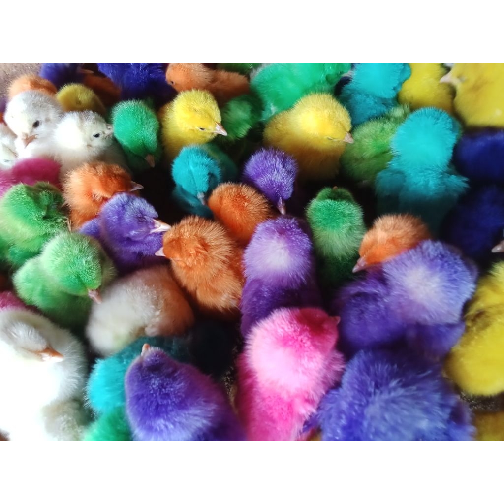 doc anakan ayam warna warni 5 ekor