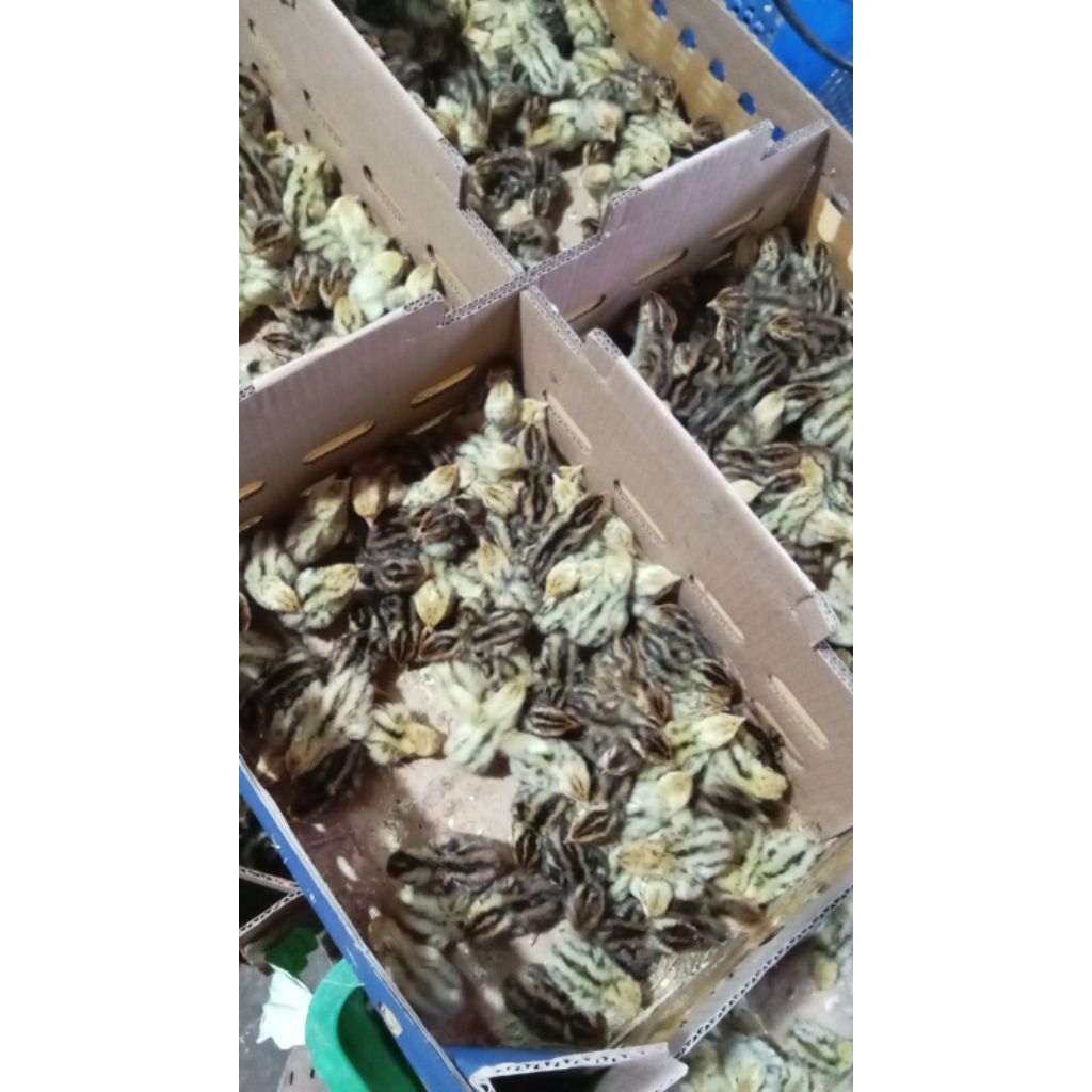 doq anakan burung puyuh 400 ekor kurang lebih