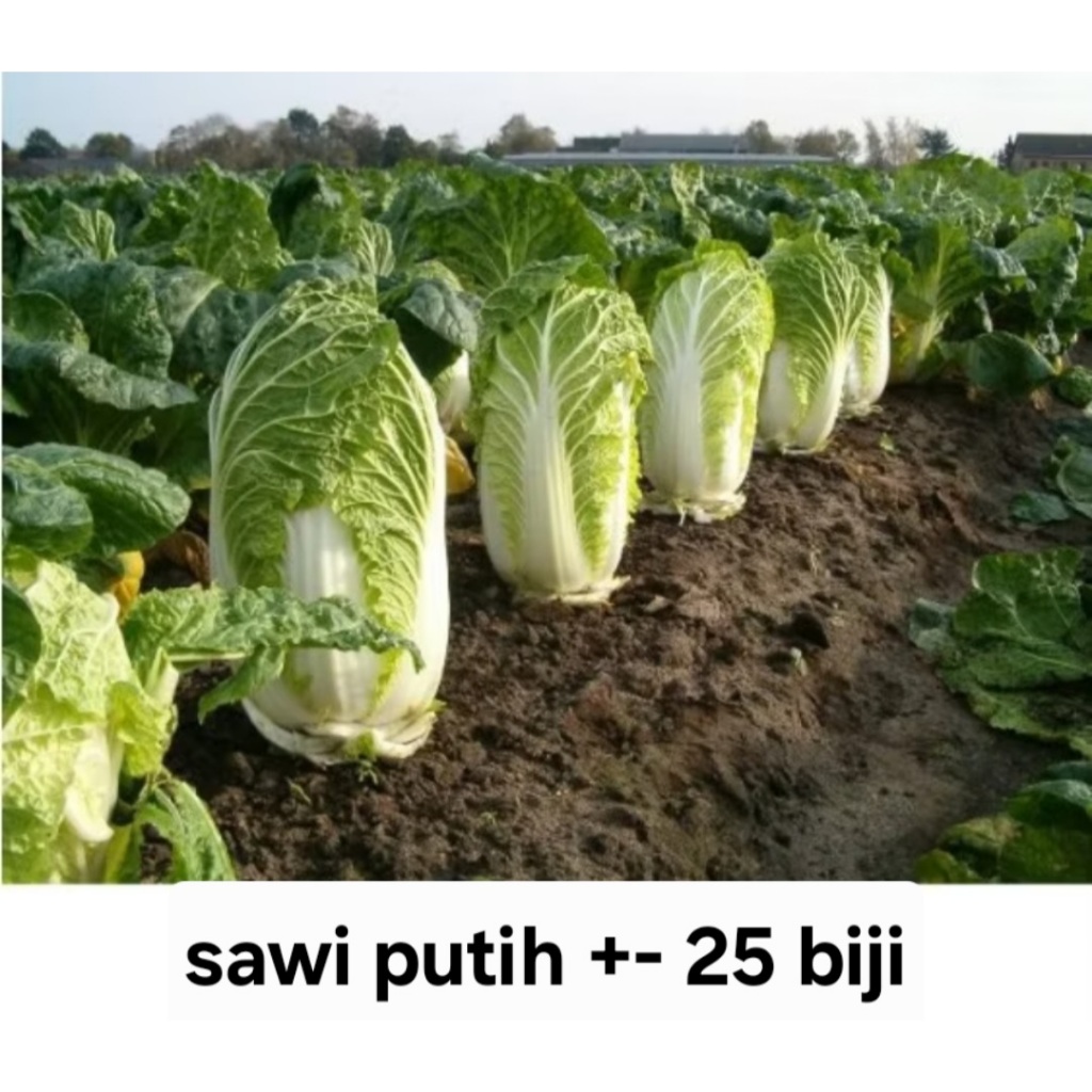 Bisa COD - Sawi Putih 25 biji bibit Benih Sawi Putih Autumn Sun F1 Dataran Rendah