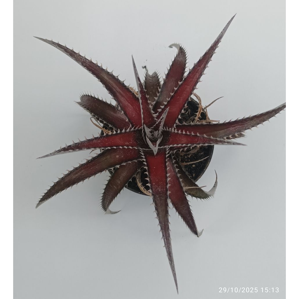 Dyckia tanaman unik